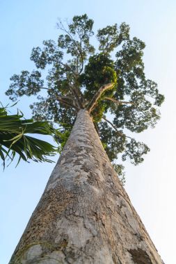 Yang tree or Dipterocarpus alatus Roxb