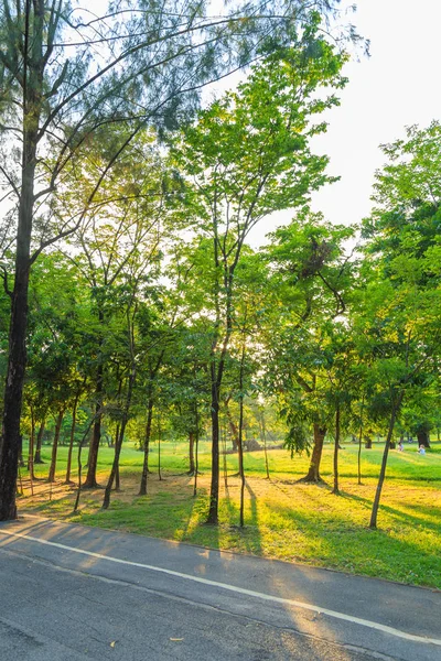 Arbres dans le parc avec une lumière dans la soirée . — Photo