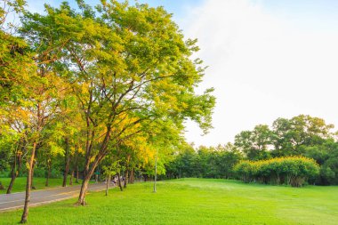 Altın duş ağaç yan yol Park.