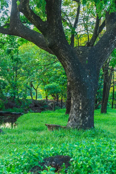 Крупним планом красиве дощове дерево на газоні біля невеликої течії — стокове фото