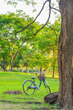 P ağacında altında çimlerin üzerine koyu gri vintage Bisiklet