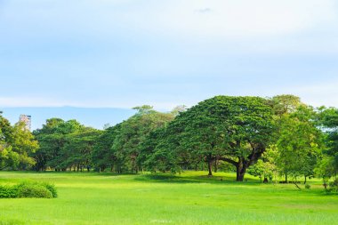 Park doğa arka plan ile'nın bahçesinde bir büyük yağmur ağaç.