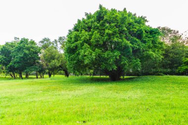 Güzel büyük bir ağaç beyaz gökyüzü ile Park'ın bahçesinde.