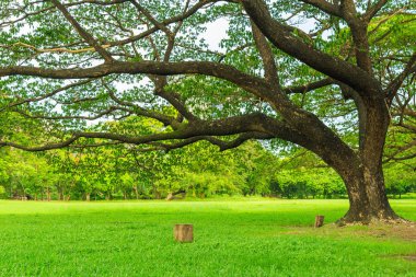 Park doğa backgr ile'nın bahçesinde bir güzel yağmur ağaç