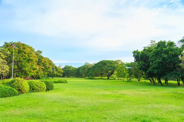 Park doğa arka plan ile güzel bir çim.