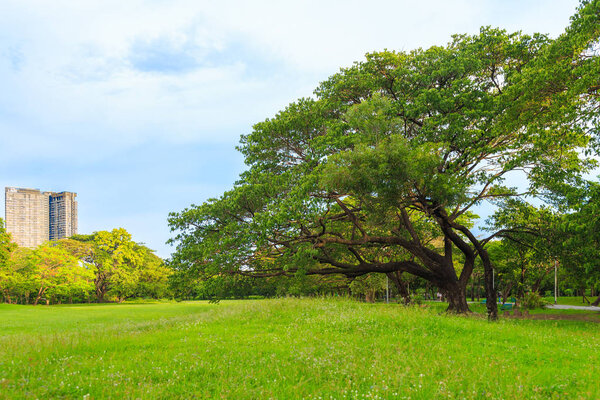 A beautiful rain tree on the lawn in the park with nature and sky background.