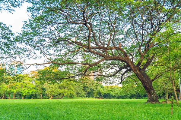 Прекрасне дерево дощу на газоні в парку з природою фон — стокове фото