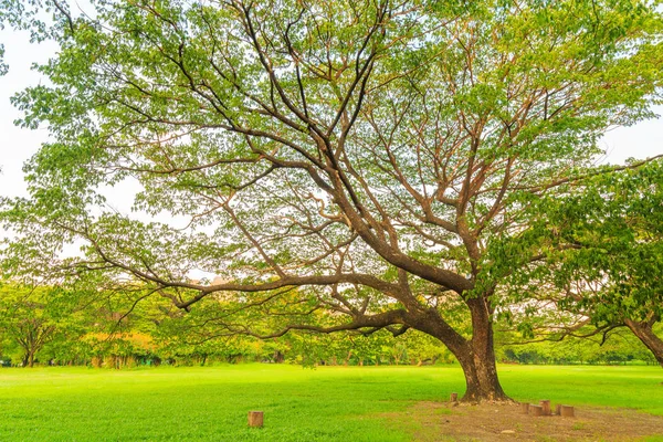 Park doğa backgr ile'nın bahçesinde bir güzel yağmur ağaç