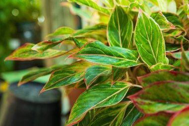 Bahçedeki yeşil ve beyaz Aglaonema bitkisinin (Çin yeşillikleri) üst görünümü kopya alanı için boş sağ tarafı ile.