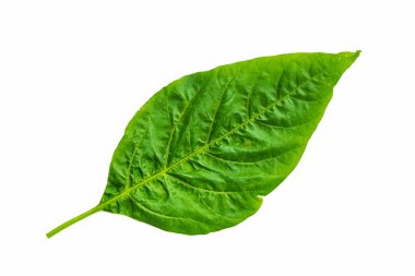 Beyaz zemin üzerinde izole edilmiş tropik yeşil biber yaprağı (Capsicum annuum), kırpma yolu ile.