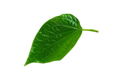Tropik yeşil yaprak Vahşi Betel Yaprağı beyaz arka planda izole edilmiş, kırpma yolu ile. Tayland bitkisi konsepti.