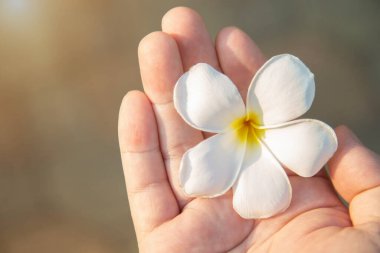 Beyaz ve sarı Plumeria fotokopi alanı için eli boş bir adam üzerinde.