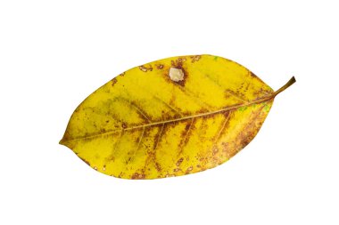 Beyaz arkaplanda izole edilmiş kuru tropikal yaprak, kırpma yolu ile.