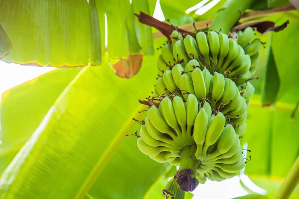 Bunch of green bananas with leaves on banana tree in the garden in summer.