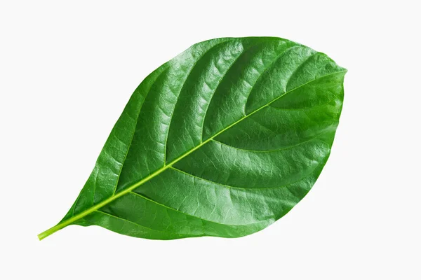 Tropická Zelená Morinda List Izolované Bílém Pozadí Výstřižkem Cesta — Stock fotografie