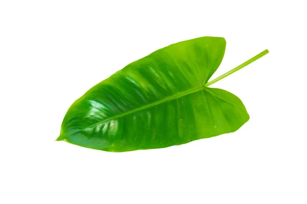Tropické Zelené Listy Izolované Bílém Pozadí Oříznutou Cestou — Stock fotografie