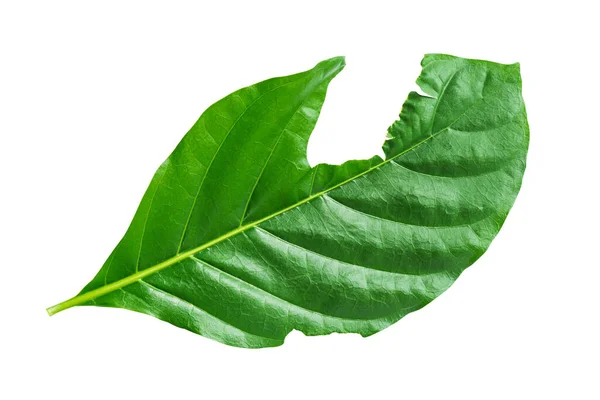 Tropical Green Morinda Cleft Leaf Isolated White Background Clipping Path — Stock Photo, Image