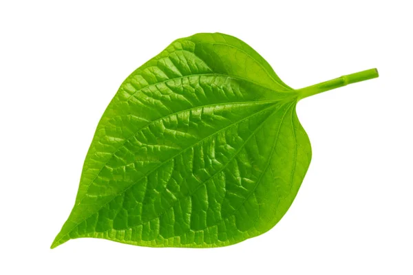 Tropiskt Grönt Blad Wild Betel Leafbush Isolerad Vit Bakgrund Med — Stockfoto