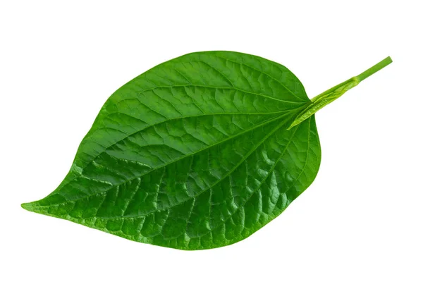 Τροπικό Πράσινο Φύλλο Φύλλο Wild Betel Απομονωμένο Λευκό Φόντο Μονοπάτι — Φωτογραφία Αρχείου