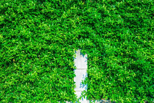 Ortasında Beyaz Çit Direkleri Olan Tropik Yeşil Yaprak Çitleri — Stok fotoğraf