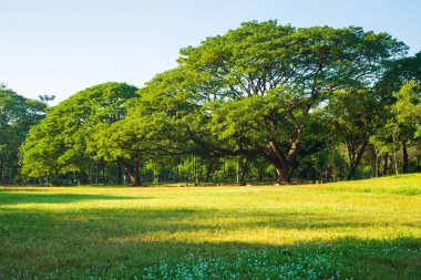Kamu parkında, gökyüzü ve doğa arka planında büyüyen büyük bir yağmur ağacı..