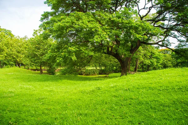 Yazın parktaki çayırda bir Büyük Yağmur Ağacı.