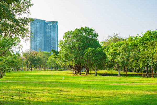 The greenary of trees growing on meadow in public park in the city with sky and nature background.