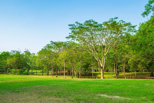 Verde Los Árboles Que Crecen Prado Parque Público Con Cielo — Foto de Stock