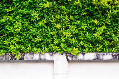 Arka plan için beyaz duvar dokusu üzerinde tropik yeşil yapraklar var..