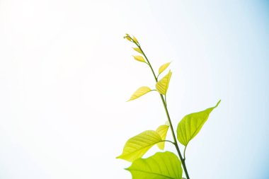 Kar sarmaşığının tepesini açık bir şekilde mavi gökyüzü arkaplanına karşı kapatın. Kopyalama alanı için sol taraf boş..