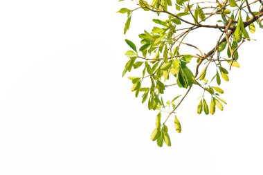 Pembe trompet dalını kapat ve beyaz arkaplanda bırak ve kopyalama alanı için boş bırak.