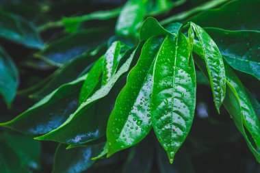 Ylang-Ylang yeşil yaprağının tropikal doğa görüntüsü. Yağmurdan sonra yağmur damlaları düşer.