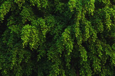 Kapalı desenli Banyan ağacı yaprakları sabah.