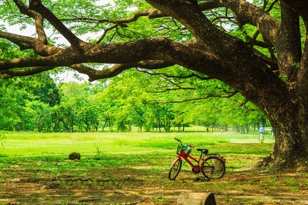 Старий Червоний Велосипед Парковка Під Великим Дощем Дерево Розкиданий Газону — стокове фото