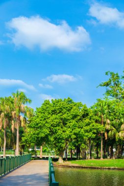 Çimlerin üzerinde büyüyen bir Bodhi Ağacı. Yazın mavi gökyüzüne karşı..
