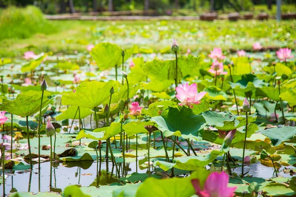 A pink lotus with leaves in peaceful lotus pond at public park  in summer, This flower is flower of the Buddha and is useful for Asia.