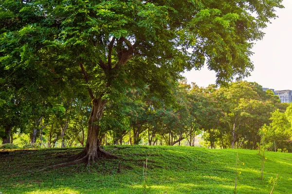 Тропічне Дерево Росте Лузі Природою Громадському Парку Місті Влітку — стокове фото