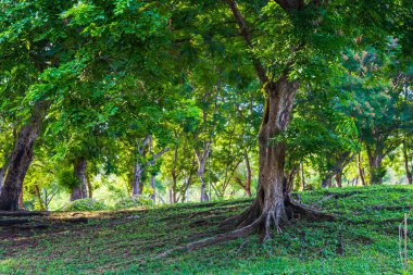 Kamu parkındaki çimlerin üzerindeki yeşil yeşil yeşil ağaçlar. Yazın mavi gökyüzünde doğa arka planı olan bulutlar..