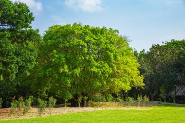 Parlak yeşil bir ağaç. Kamu parkında çimlerin üzerinde. Yazın mavi gökyüzünde doğa arka planında bulutlar var..