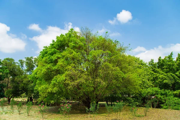 Гренері Бачить Світло Зелене Дерево Галявині Громадському Парку Хмарами Фоні — стокове фото