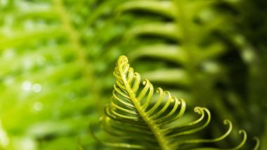 kıvırcık yaprak yeşil 