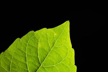 Ormanda yeşil yaprak