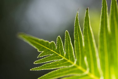 Ormanda yeşil yaprak