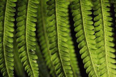 Ormanda yeşil yaprak