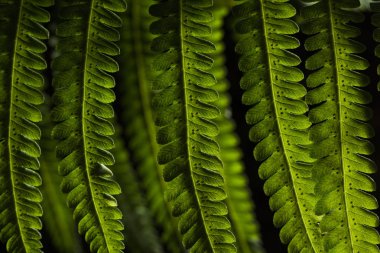 Ormanda yeşil yaprak