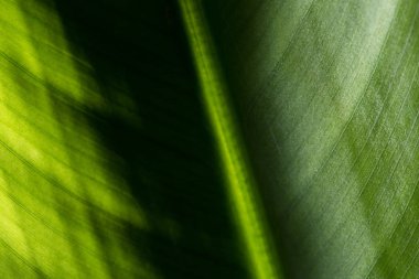 Ormanda yeşil yaprak