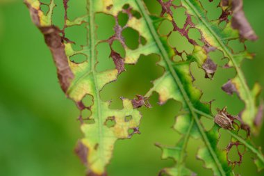 Ormandaki çürümüş yaprak