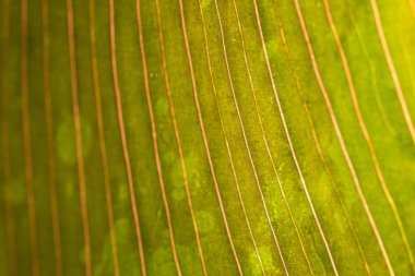 yağmur damlası ile yaprak