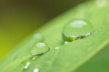 yağmur damlası ile yaprak