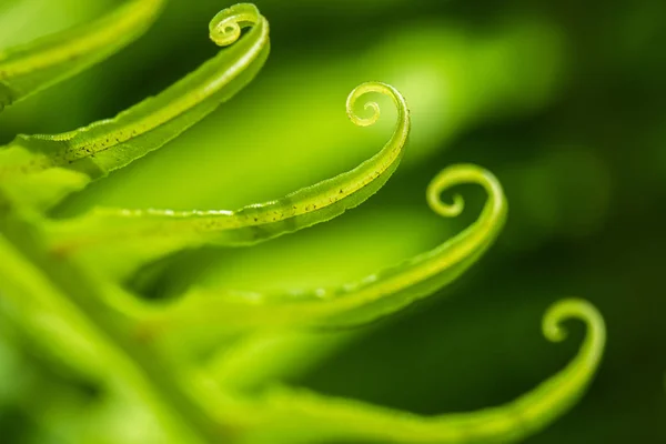 Folha verde encaracolada — Fotografia de Stock